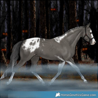Horse Color:Grullo Splash Tobiano Blanket Rabicano 