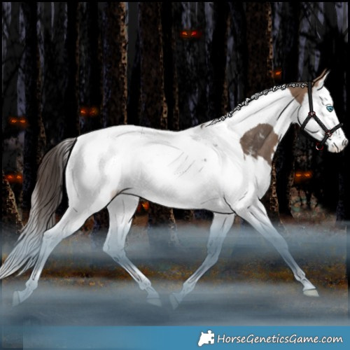 Horse Color:Bay Dun Splash Tobiano Appaloosa Rabicano 