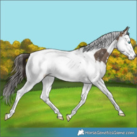 Horse Color:Bay Dun Splash Tobiano Appaloosa Rabicano 