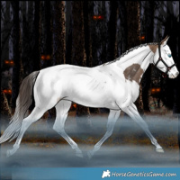 Horse Color:Bay Dun Splash Tobiano Snowcap Rabicano