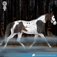 Horse Color:Bay Splash Tobiano Varnish Rabicano