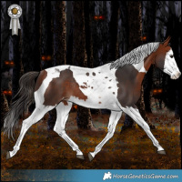Horse Color:Bay Splash Tobiano Appaloosa Rabicano