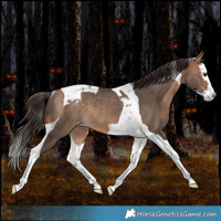 Horse Color:Brown Dun Splash Tobiano Varnish Rabicano 