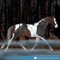 Horse Color:Bay Splash Tobiano Varnish Rabicano 
