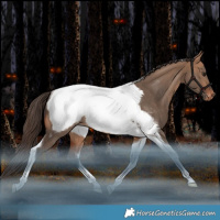 Horse Color:Bay Dun Tobiano Snowcap Rabicano 