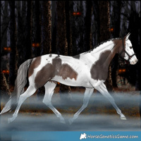 Horse Color:Brown Splash Tobiano Varnish Rabicano 