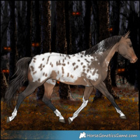 Horse Color:Brown Dun Tobiano Appaloosa Rabicano 