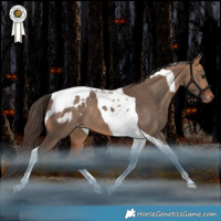 Horse Color:Bay Dun Tobiano Blanket Rabicano
