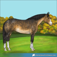 Horse Color:Buckskin 
