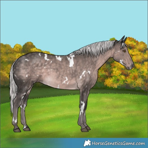 Horse Color:Platinum White Spotted Chocolate Palomino