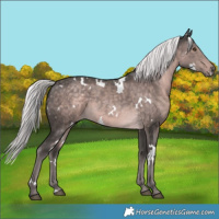 Horse Color:Platinum White Spotted Chocolate Palomino
