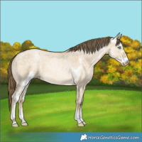Horse Color:Buckskin Pearl Dun Sabino 