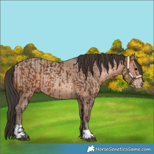 Horse Color:Brown Rabicano and Sable Champagne Rabicano