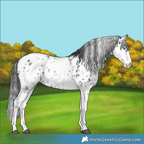 Horse Color:White Spotted Black Splash Appaloosa 