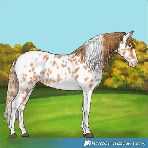 Horse Color:Chestnut Tobiano Frame Appaloosa 
