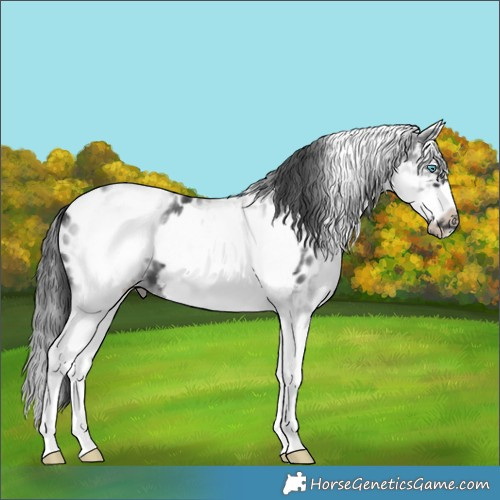 Horse Color:White Spotted Black Splash Frame Appaloosa 