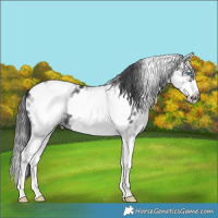 Horse Color:White Spotted Black Splash Frame Near Leopard 