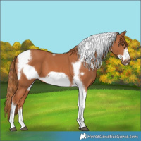 Horse Color:Chestnut Tobiano Frame