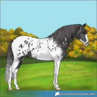 Horse Color:Black Tobiano Frame Near Leopard 