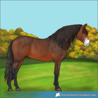 Horse Color:Bay Sabino