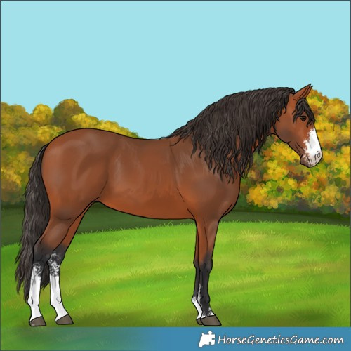 Horse Color:Bay Sabino