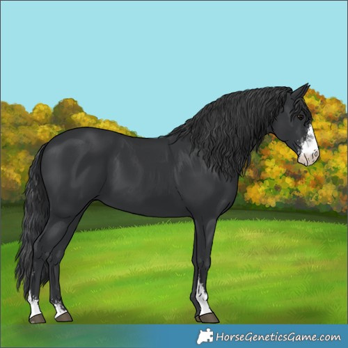 Horse Color:Black Sabino 