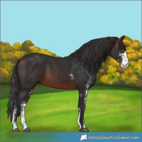 Horse Color:Brown Sabino 