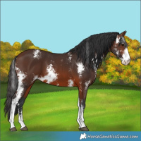 Horse Color:Brown Sabino 