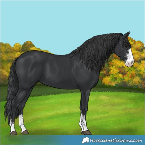 Horse Color:Black Sabino
