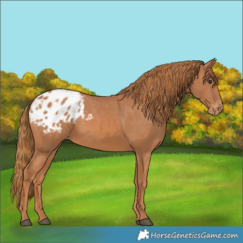 Horse Color:Chestnut Appaloosa 