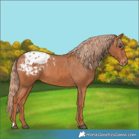 Horse Color:Chestnut Blanket 