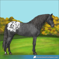 Horse Color:Black Blanket