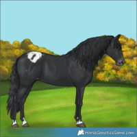 Horse Color:Black Appaloosa 