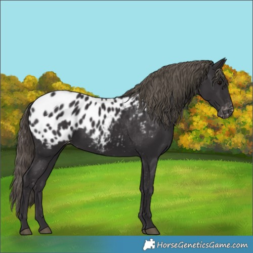 Horse Color:Smoky Black Appaloosa