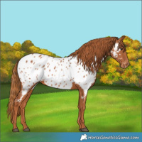 Horse Color:Chestnut Appaloosa 