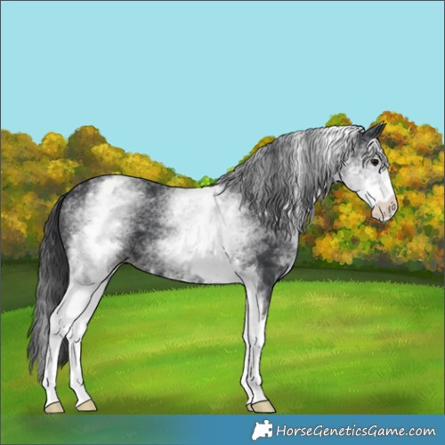 Horse Color:White Spotted Black 