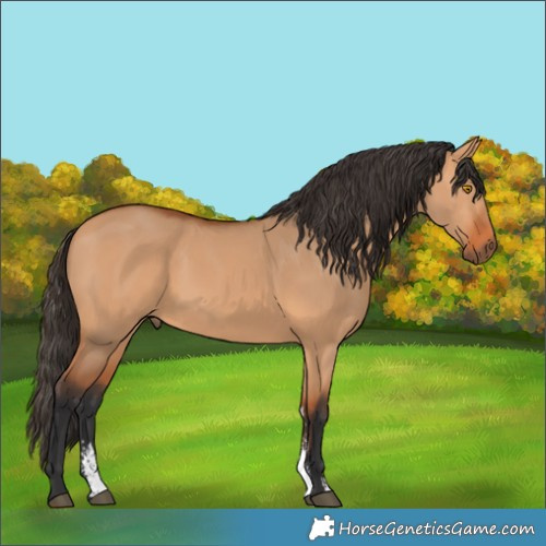 Horse Color:Bay Dun Sabino