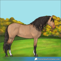Horse Color:Bay Dun Sabino