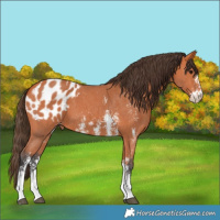 Horse Color:Bay Sabino Appaloosa 
