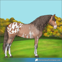 Horse Color:Bay Sabino Blanket