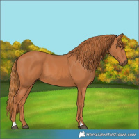 Horse Color:Chestnut 