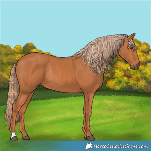 Horse Color:Chestnut Rabicano 