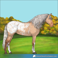 Horse Color:Silver Bay Dun Sabino Appaloosa Rabicano