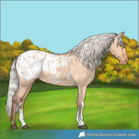 Horse Color:Silver Bay Dun Sabino Blanket Rabicano 