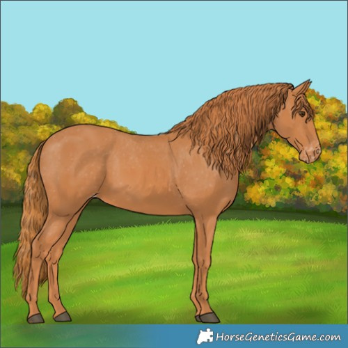 Horse Color:Chestnut Appaloosa 