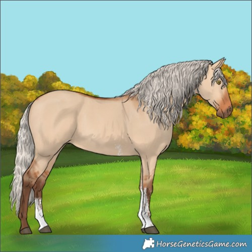Horse Color:Silver Bay Dun Sabino Rabicano