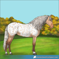 Horse Color:Silver Bay Dun Appaloosa 