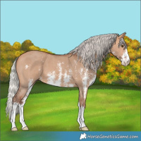 Horse Color:Silver Bay Dun Sabino 
