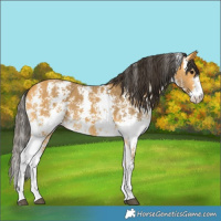Horse Color:Buckskin Sabino