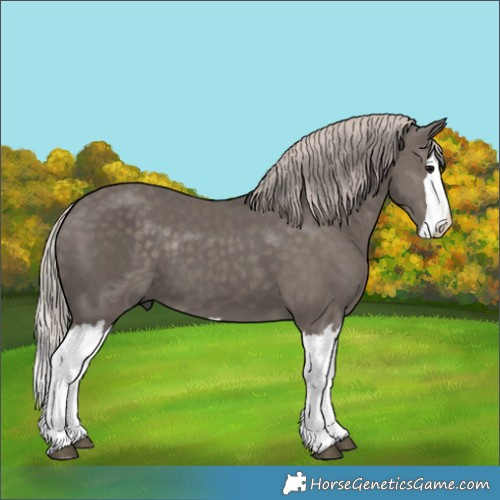 Horse Color:Silver Black Splash